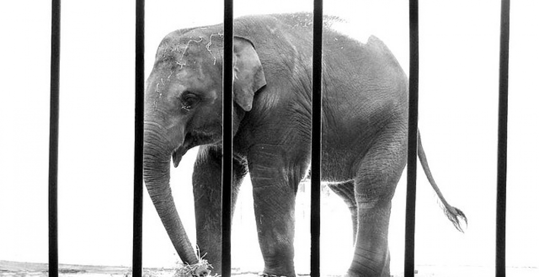 More wild animals condemned to imprisonment